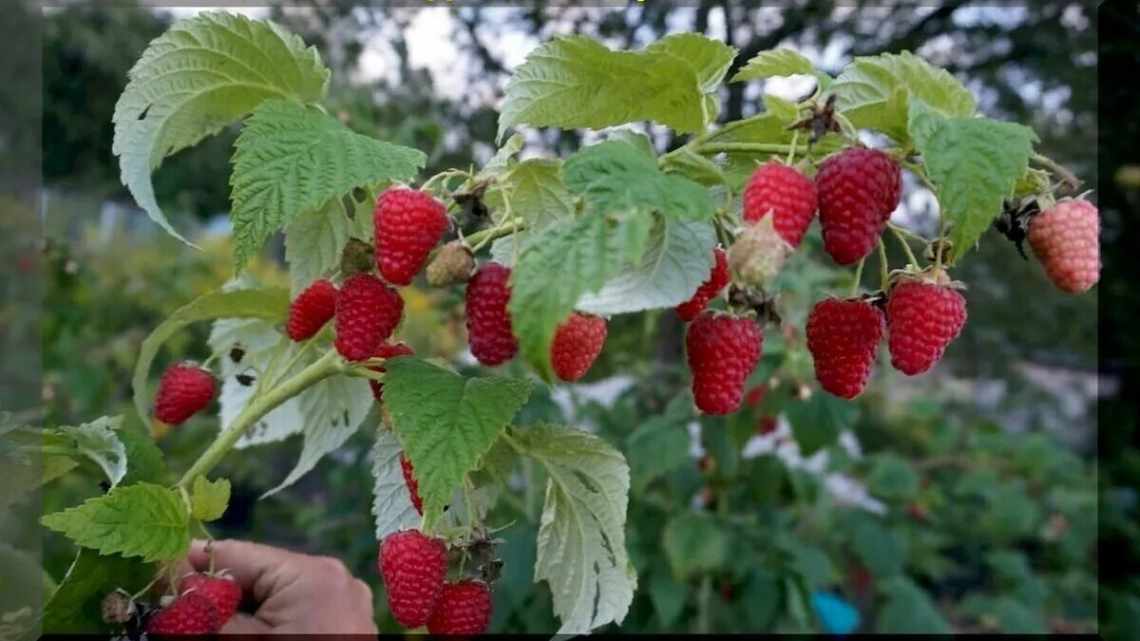 Малина Жар-птица — описание сорта, фото, отзывы