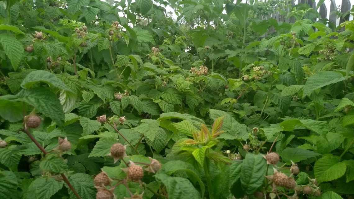 Вредители малины в картинках и борьба с ними