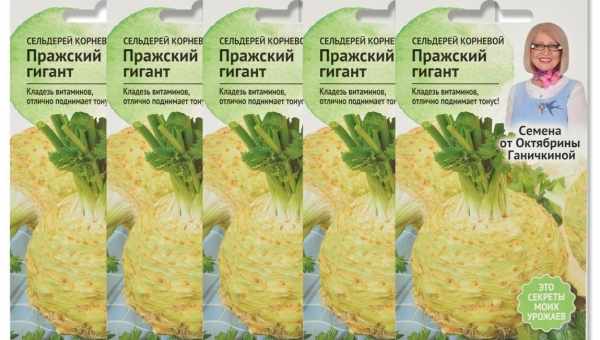 Сельдерей корневой Кладезь Здоровья — описание сорта, выращивание и отзывы