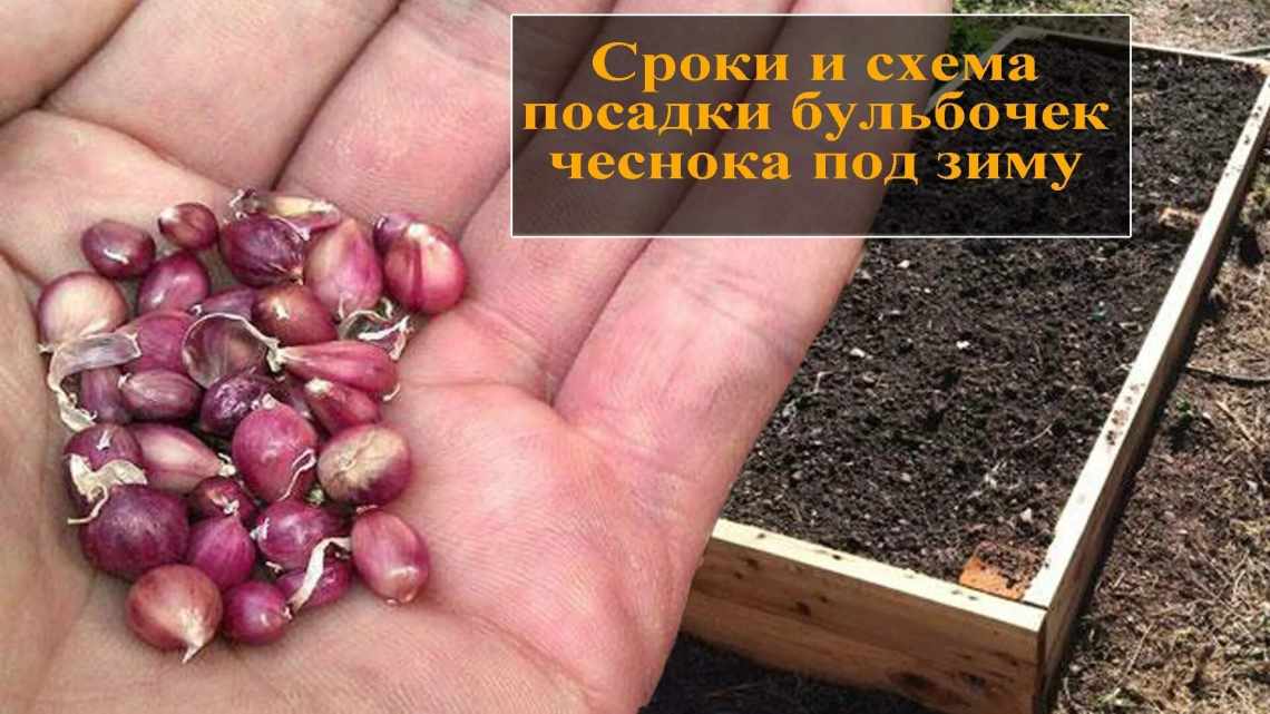 Выращивание чеснока из семян бульбочек