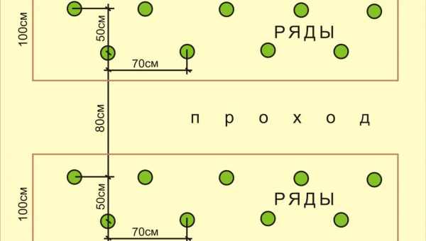 Схема посадки томатов в теплице 3х6