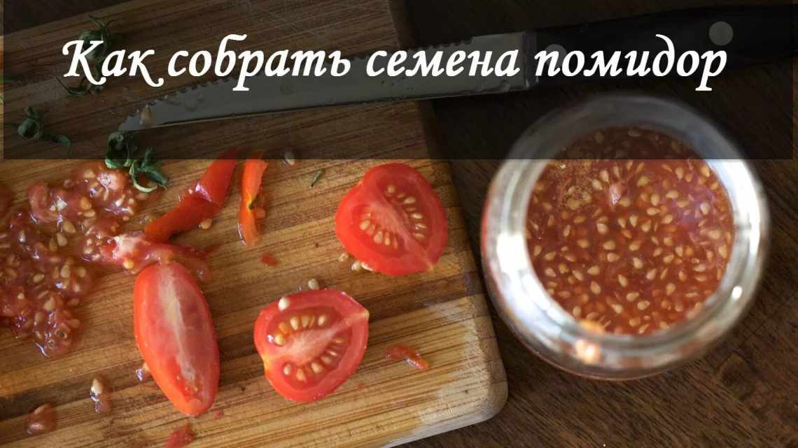 Как правильно собрать семена помидор?