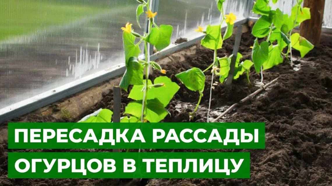 Почему не растут огурцы в открытом грунте — завязи много, а не растут?