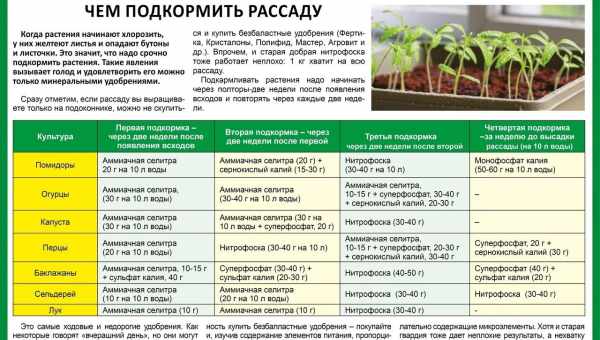 Чем подкормить баклажаны в августе?