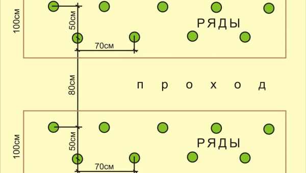 На каком расстоянии сажать вишню?