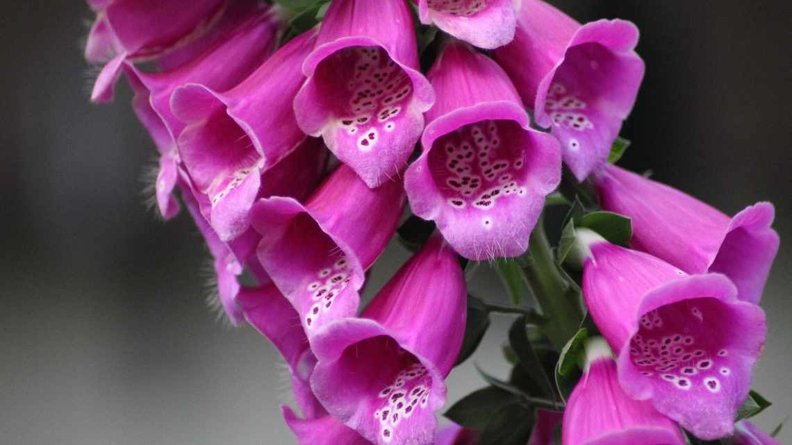 Наперстянка пурпурова (Digitalis purpurea): опис, посадка, вирощування і догляд