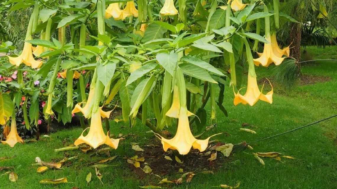 Бругмансія (Brugmansia): посадка, вирощування і догляд