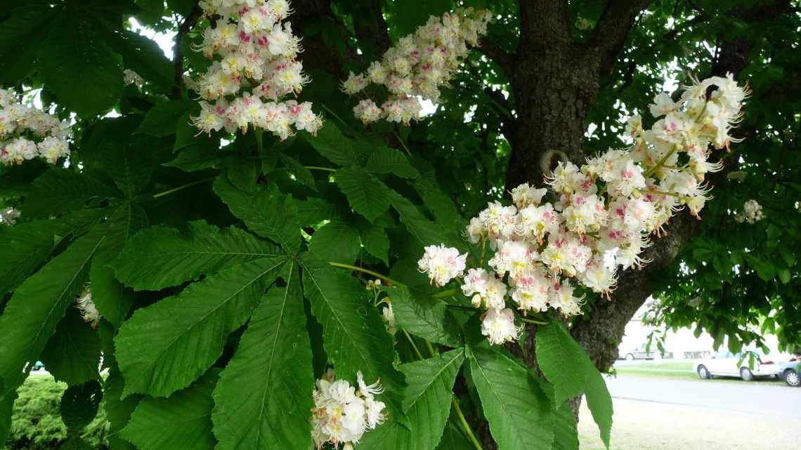 Дерево Каштан (Castanea): опис, посадка і догляд