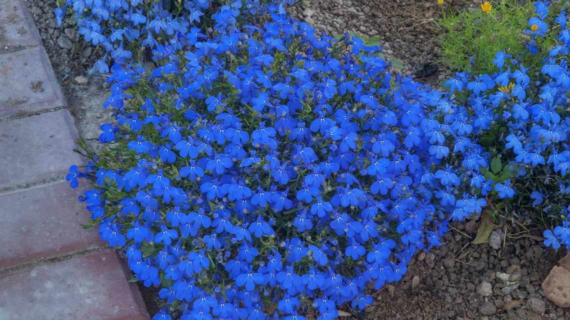 Лобелія (Lobelia): посадка, вирощування і догляд