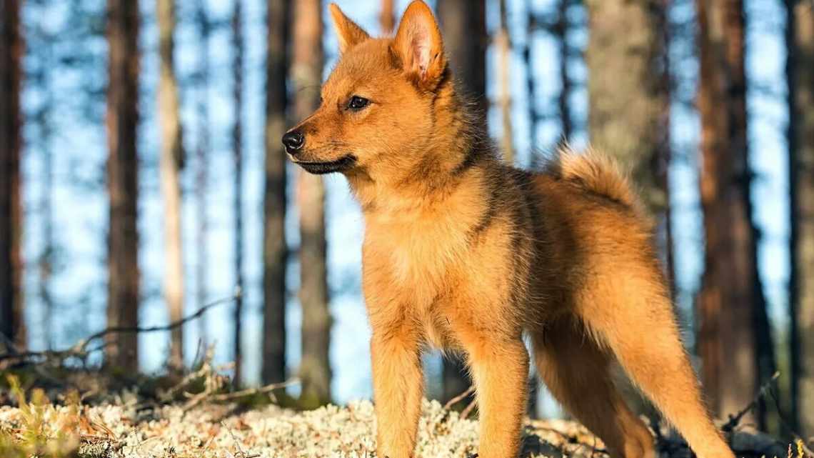 Фінський шпіц (карело-фінська лайка): опис породи, характер, догляд, зміст і виховання