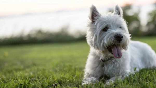 Вест-хайленд-вайт-тер'єр: опис породи, годування і зміст, догляд за маленькою собакою