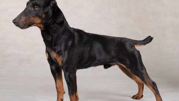 Ягдтер'єр (Jagdterrier): характеристика породи собак, зміст, виховання та дресирування