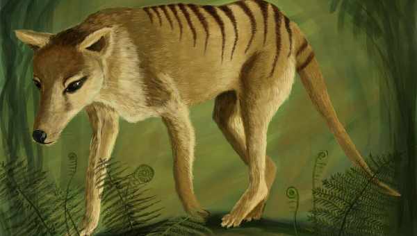 Тасманійський вовк (сумчастий вовк): опис, причини вимирання сумчастого хижака