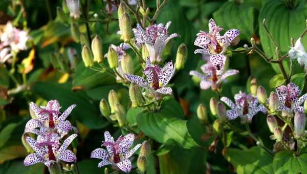 Трициртіс - садова орхідея: посадка, вирощування і догляд у відкритому ґрунті