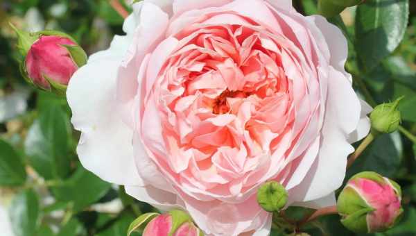 Англійські троянди: сорти, опис, догляд і вирощування
