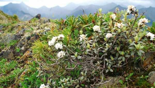 Рододендрон Адамса (саган-дайля): опис рослини, вирощування та догляд