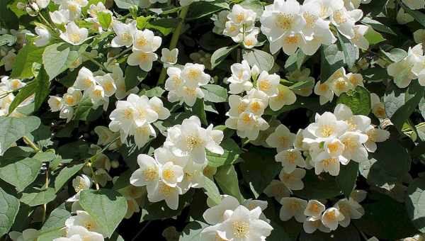 Чубушник вінковий (Philadelphus coronarius): опис, посадка, вирощування і догляд