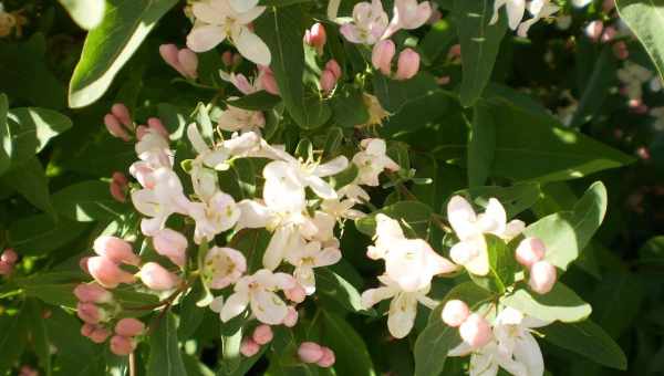 Жимолість татарська (Lonicera tatarica): опис рослини, посадка і догляд