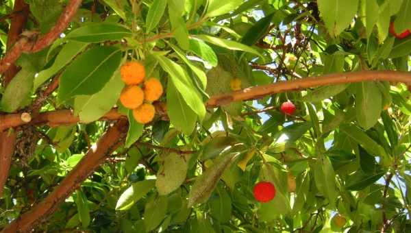 Земляничне дерево (Арбутус): опис, посадка, вирощування і догляд у домашніх умовах