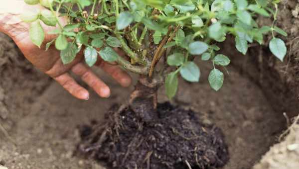 Кліщевіна: опис садової рослини, посадка, вирощування і догляд