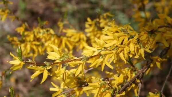 Форзиція (Forsythia): опис чагарнику, посадка і догляд у відкритому ґрунті