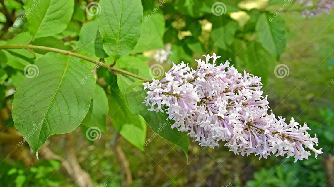 Угорський бузок (Syringa josikaea): опис, посадка, розмноження і догляд