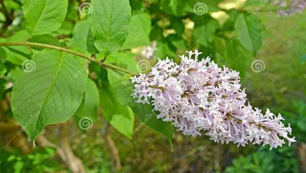 Угорський бузок (Syringa josikaea): опис, посадка, розмноження і догляд