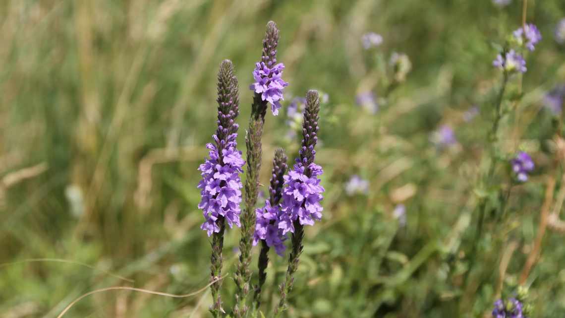 Вербена лікарська (Verbena officinalis): посадка, вирощування і догляд у відкритому ґрунті