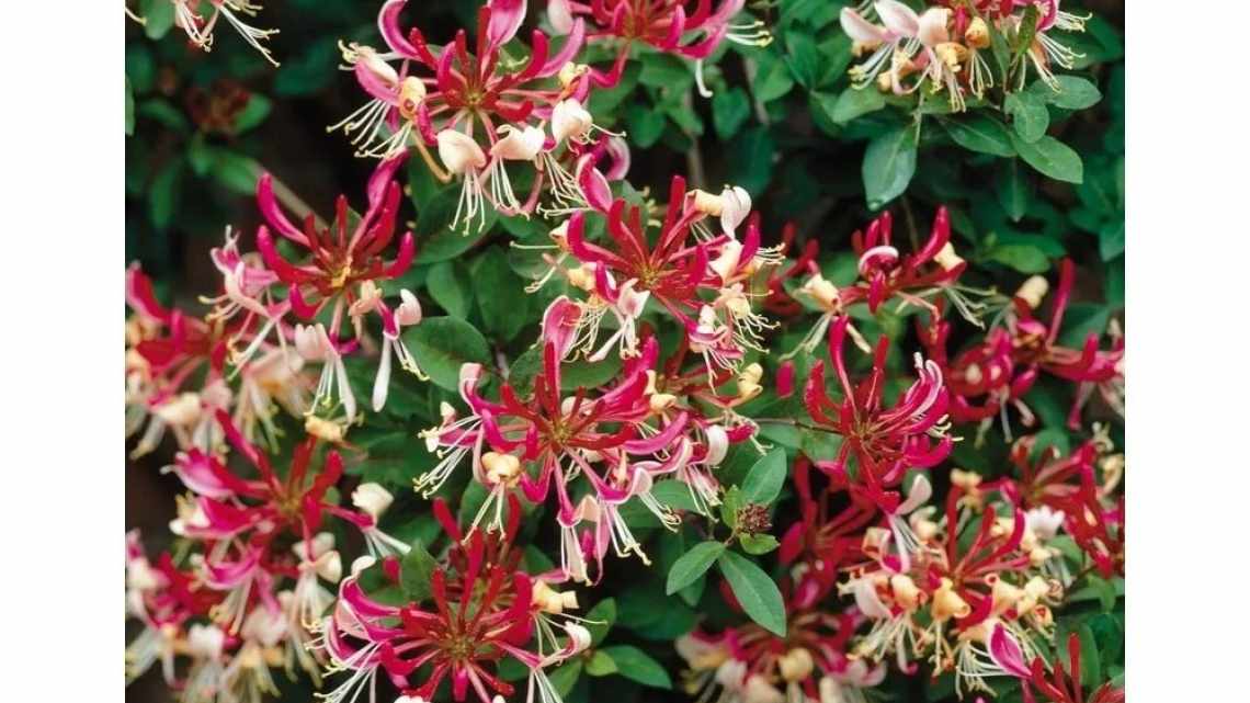 Жимолість каприфоль (Lonicera caprifolium): сорти і види, посадка, розмноження і догляд