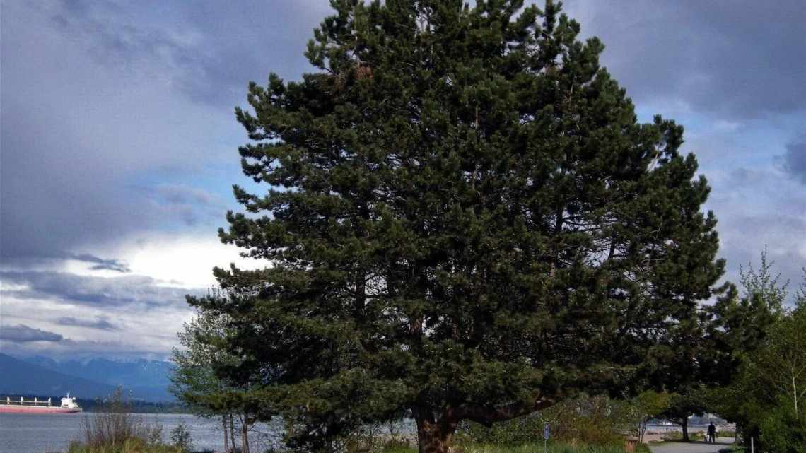 Сосна чорна (Pinus nigra): опис, сорти і види, посадка і догляд