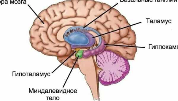 Чоловічий мозок анатомічно схильний до аутизму