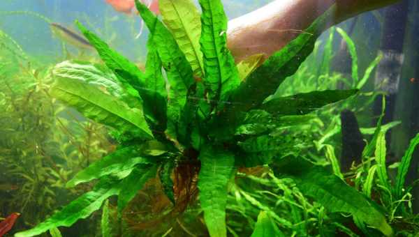 Живий тайландський папороті - в акваріумі
