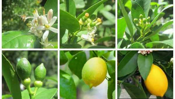 Насіння лимона: як збирати і коли знадобляться?