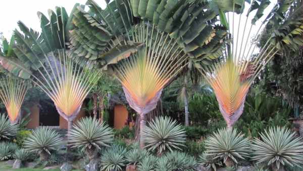 Пальми з Африки - екзотика у дворі і в будинку