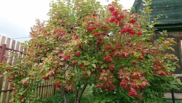 Калина червона - гарне і корисне дерево в саду
