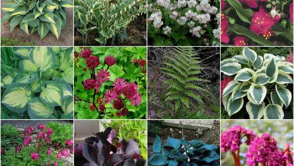 Загальні назви садових кольорів