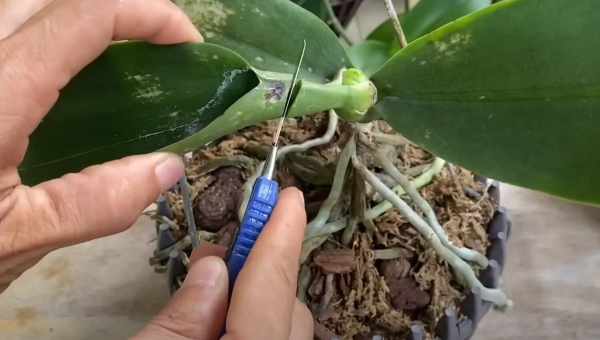 Чому жовтіє орхідея: основні причини та методи вирішення проблеми
