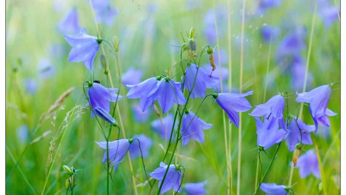 Дзвіночки на фото вражають витонченістю і красою