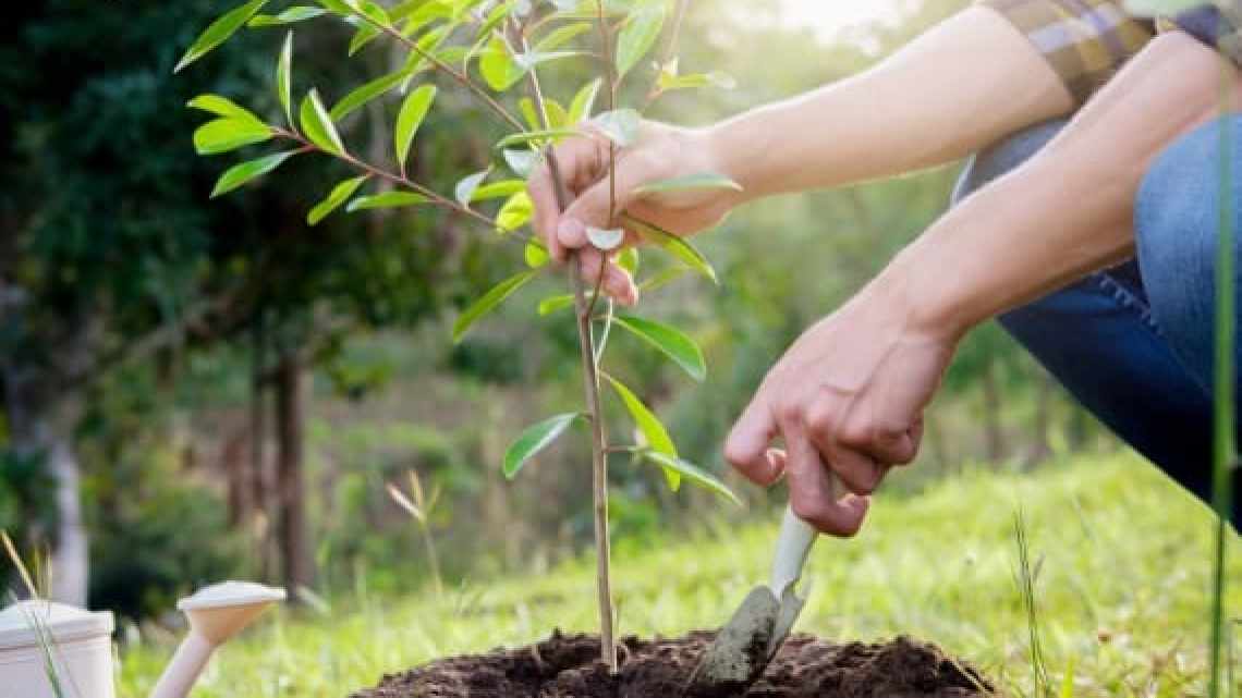 Садівництво для всіх: як виростити здорові та красиві рослини