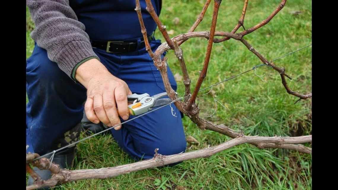 5 помилок весняної обрізки винограду, через які урожай буде мізерним