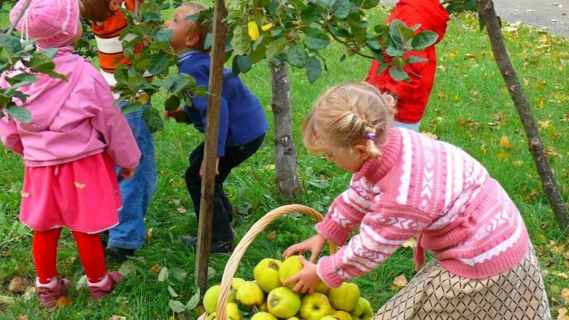 Посадила сливу на камень и собрала урожай в несколько раз больше.