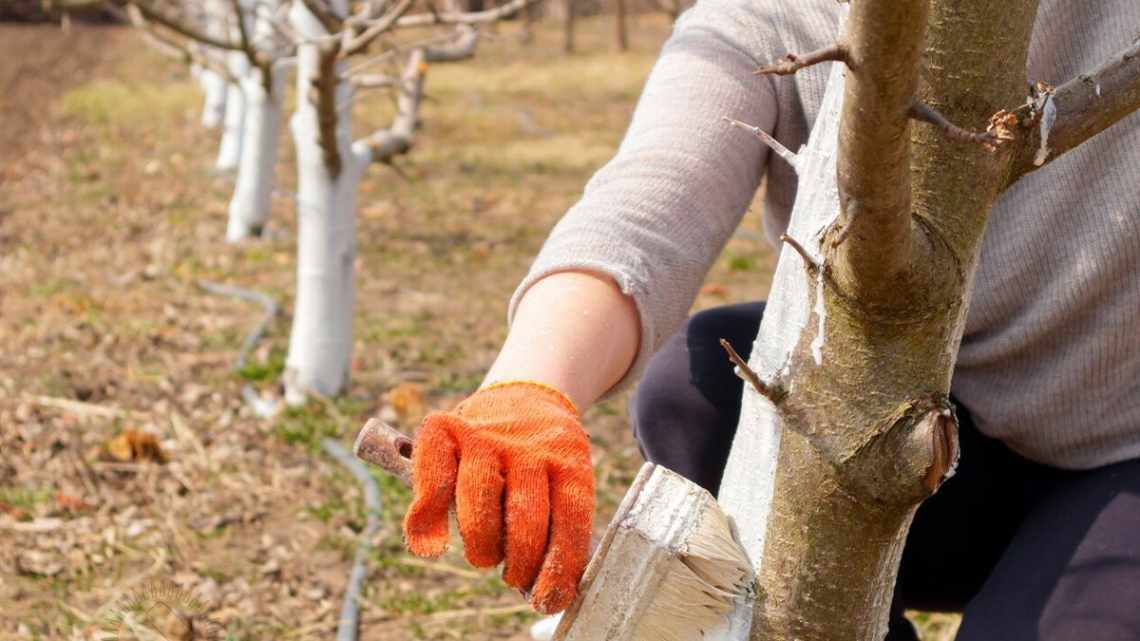 Осінній догляд за крижівником і підготовка куща до зими