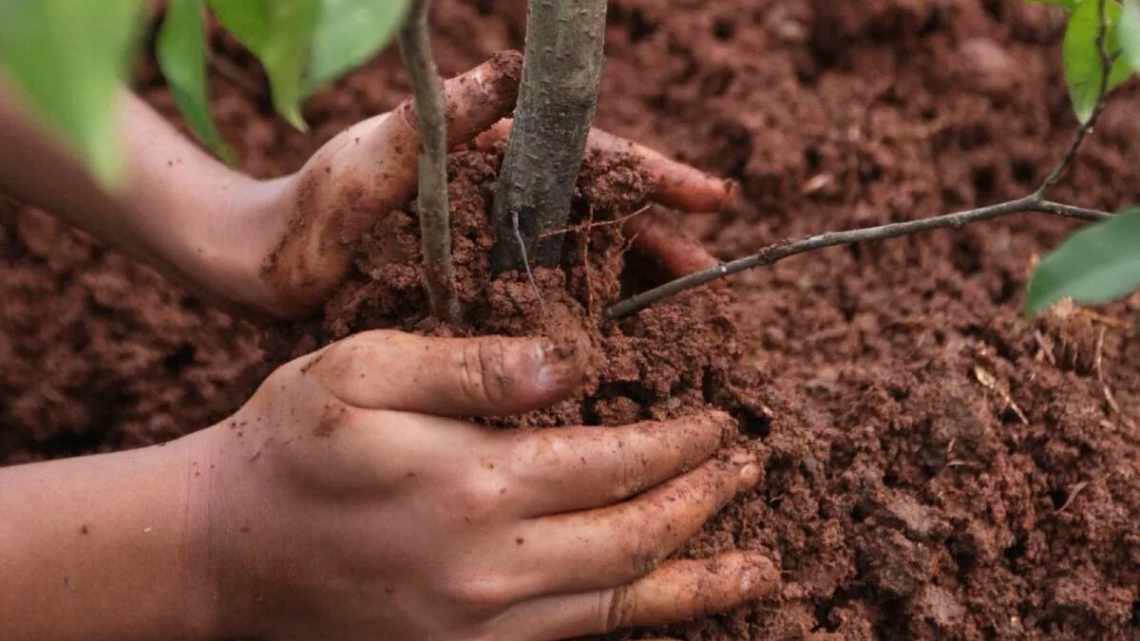 Секрети земляної груші: правильна посадка топінамбуру навесні і восени