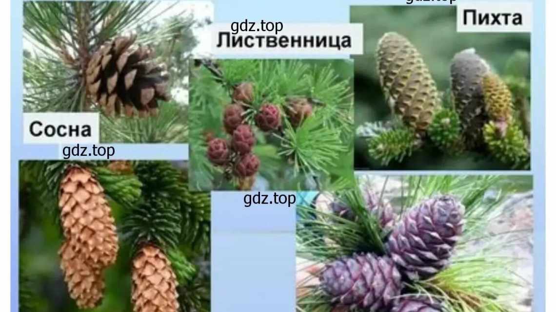 7 основних причин, чому хвойні рослини хворіють