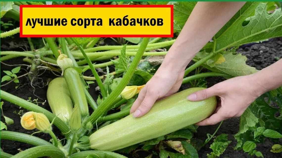 Гіркі кабачки: хто винен і що робити