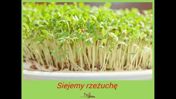 Крес-салат - вирощування вітамінної зелені цілий рік